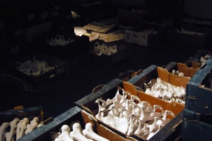 Untitled (bone installation), 2008, plaster, cardboard boxes, newspaper, dimensions variable
