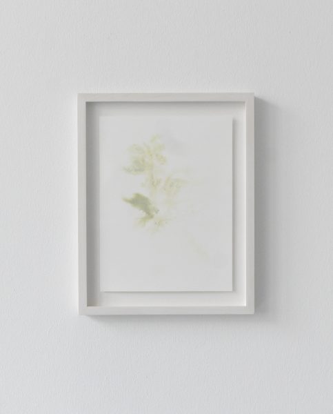 Untitled (Study) I, 2013, flower stain on watercolour paper, framed 37 x 27cm
