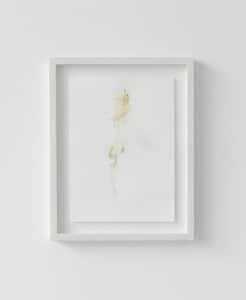 Untitled (Study) II, 2013, flower stain on watercolour paper, framed 37 x 27cm