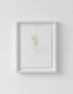 Untitled (Study) III, 2013, flower stain on watercolour paper, framed 37 x 27cm