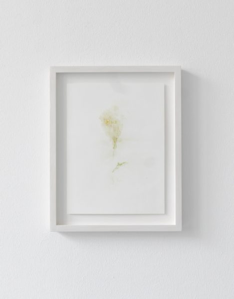 Untitled (Study) III, 2013, flower stain on watercolour paper, framed 37 x 27cm