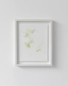 Untitled (Study) IV, 2013, flower stain on watercolour paper, framed 37 x 27cm